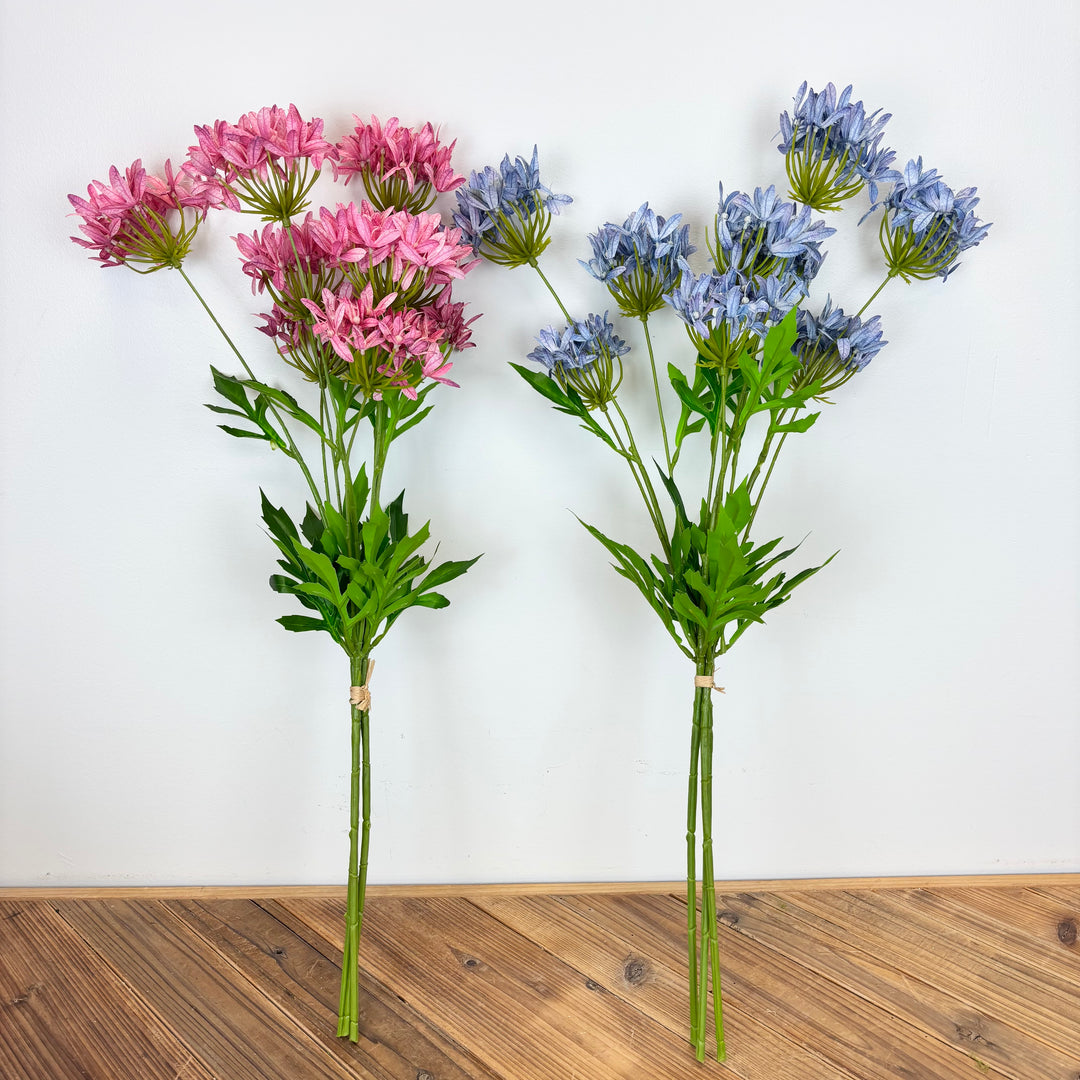 Agapanthus Bundle - 2 Colors