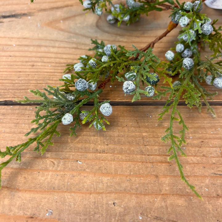 Juniper Stem
