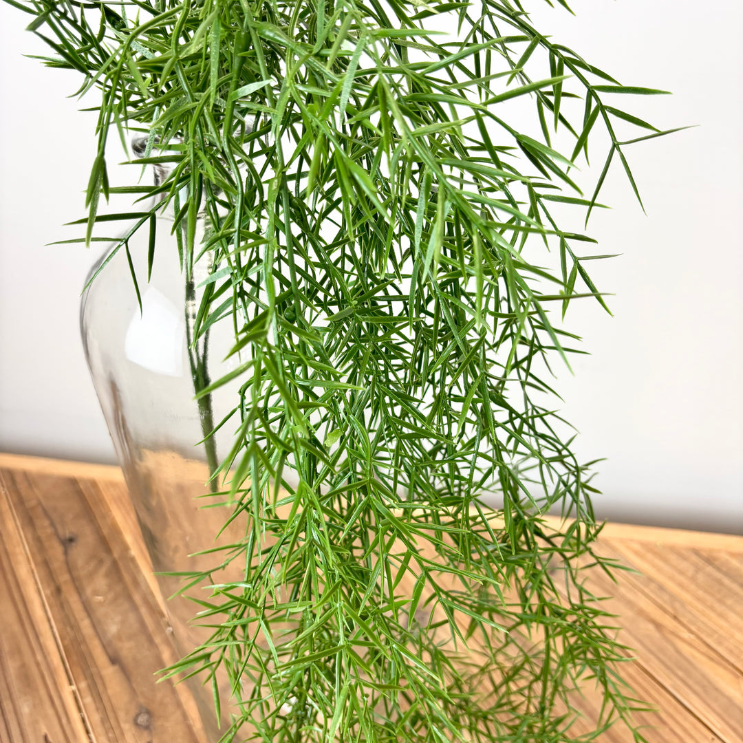 Springeri Fern Hanging Vine