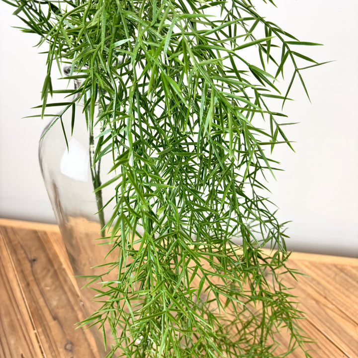 Springeri Fern Hanging Vine