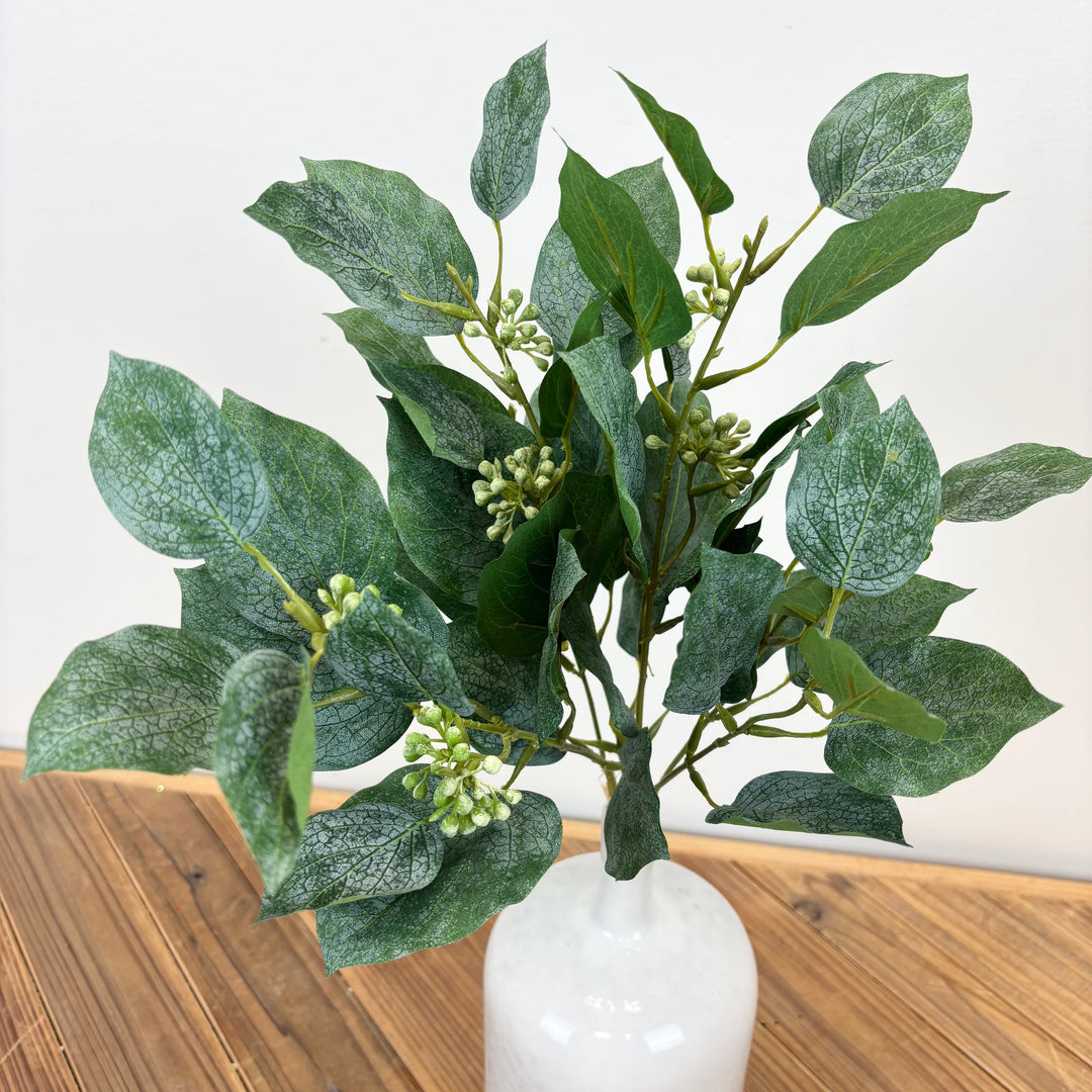 Seedling Beech Bundle