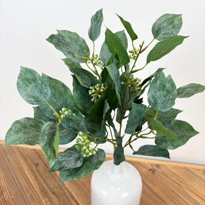 Seedling Beech Bundle