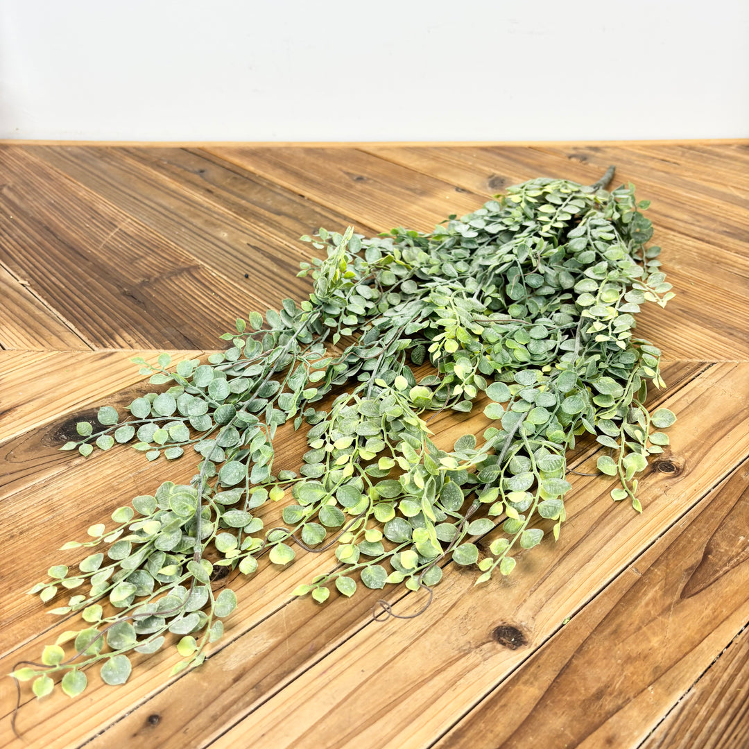 Button Fern Collection