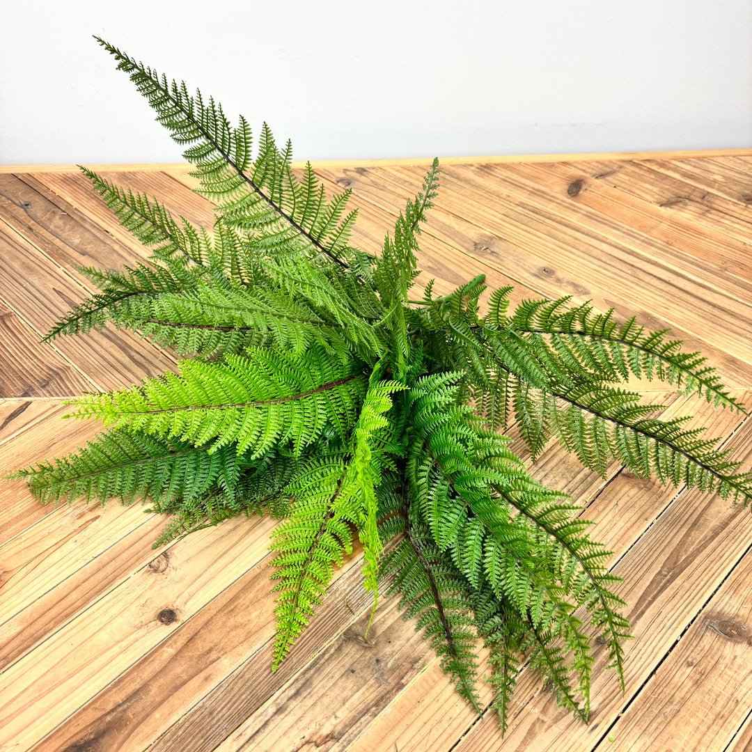 Fern