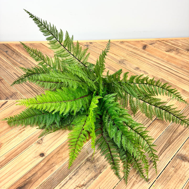 Fern