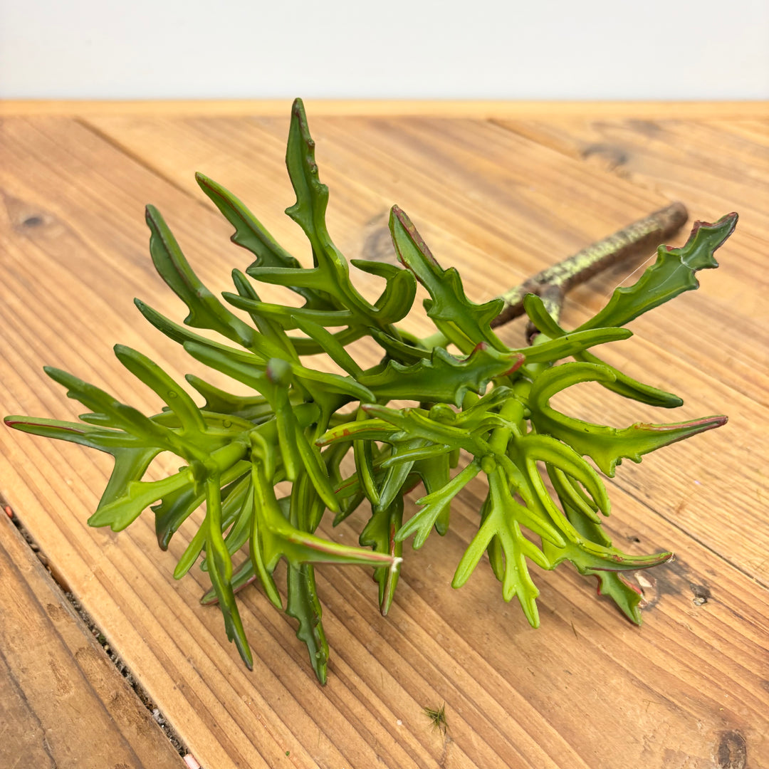 Cathedral Bells Pick