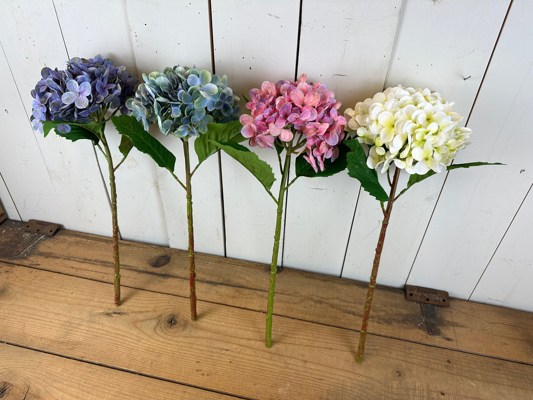 Tall Spring Hydrangeas