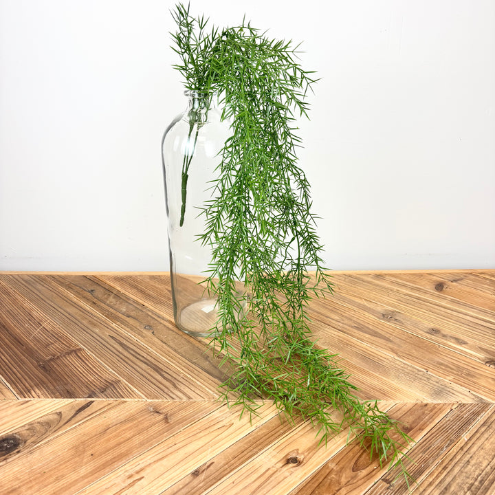 Springeri Fern Hanging Vine