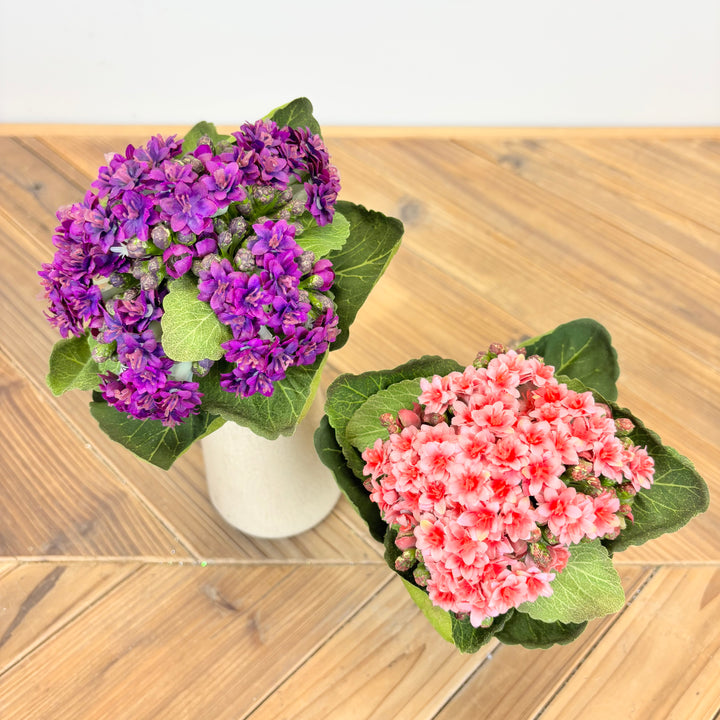 Kalanchoe Stem - 2 Colors