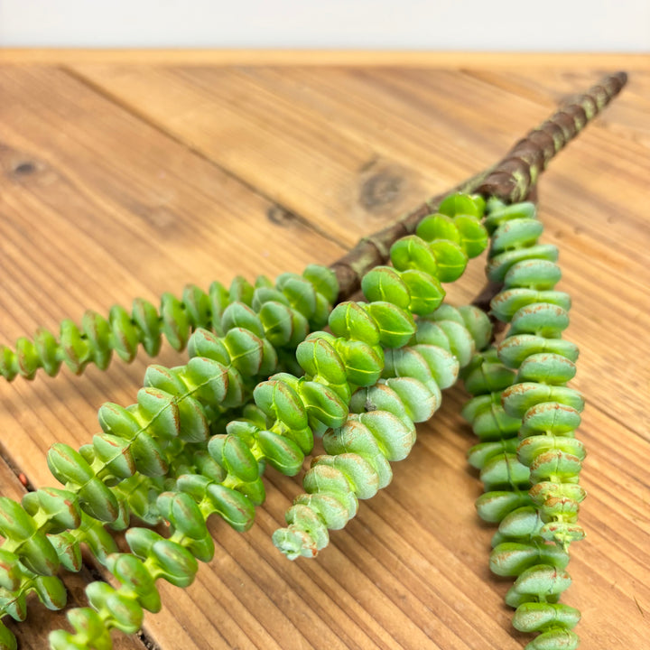 String of Buttons Grassula Pick