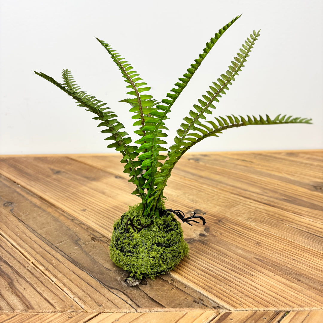 Small Fern with Mossy Base - 3 Styles