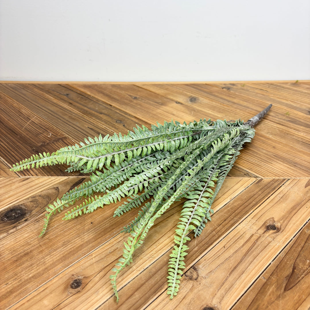 Sword Fern