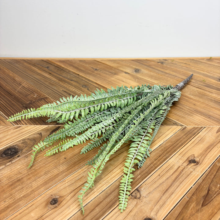 Sword Fern