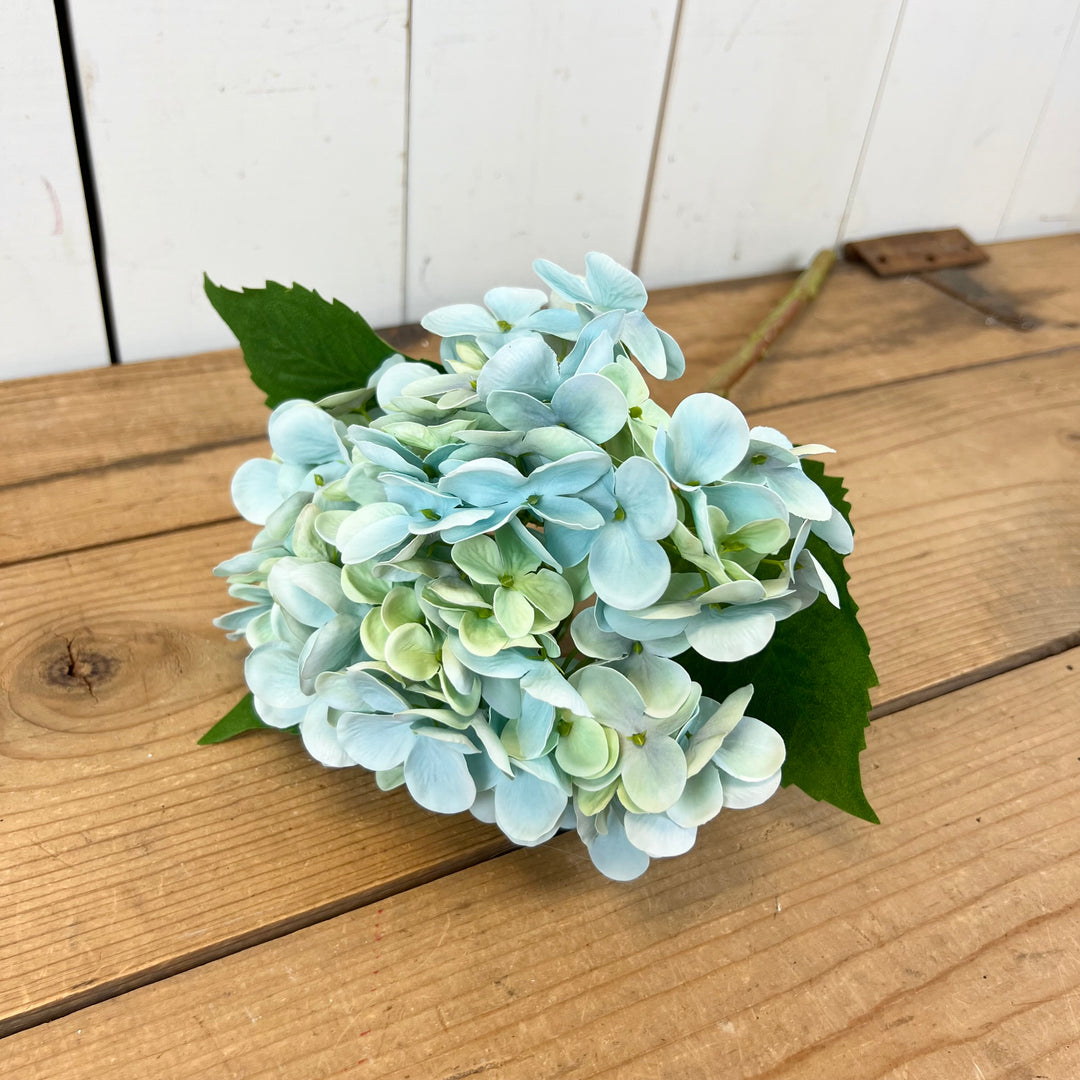 Tall Spring Hydrangeas