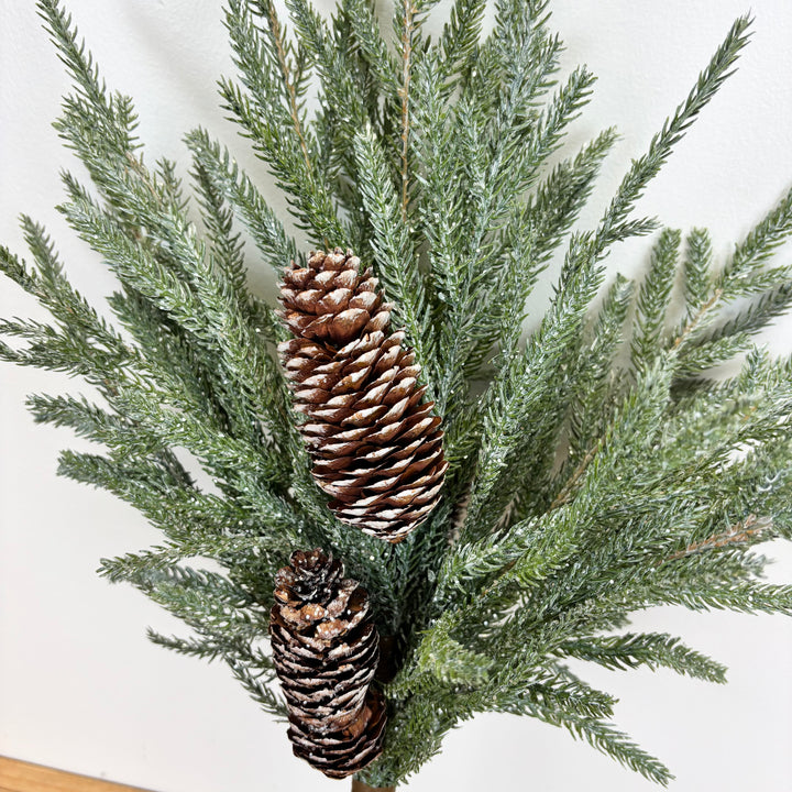 Frosted Austrian Pine Bush