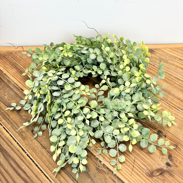 Button Fern Collection