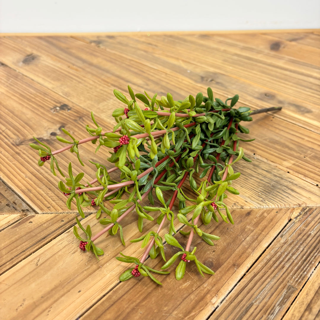 Purslane Bush - 3 Colors