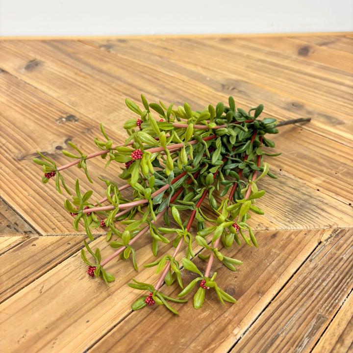 Purslane Bush - 3 Colors