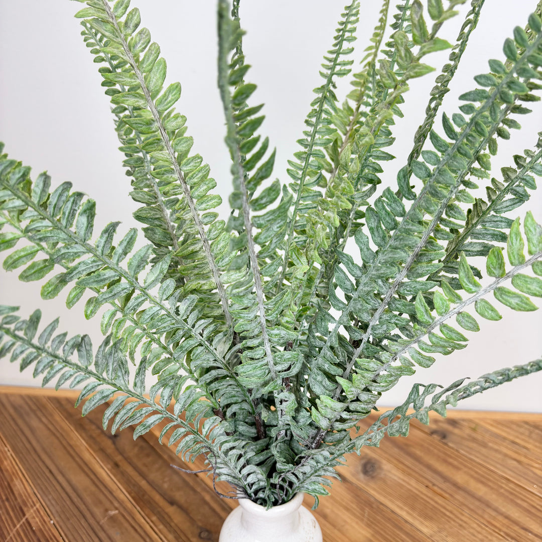 Sword Fern