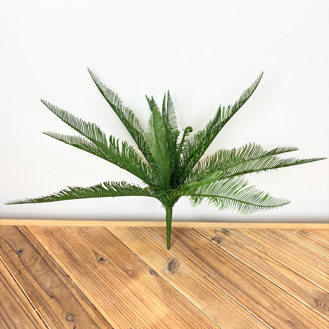 Feather Fern Bush
