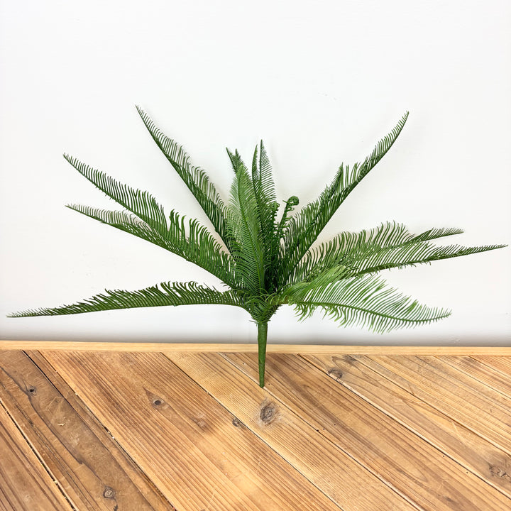 Feather Fern Bush
