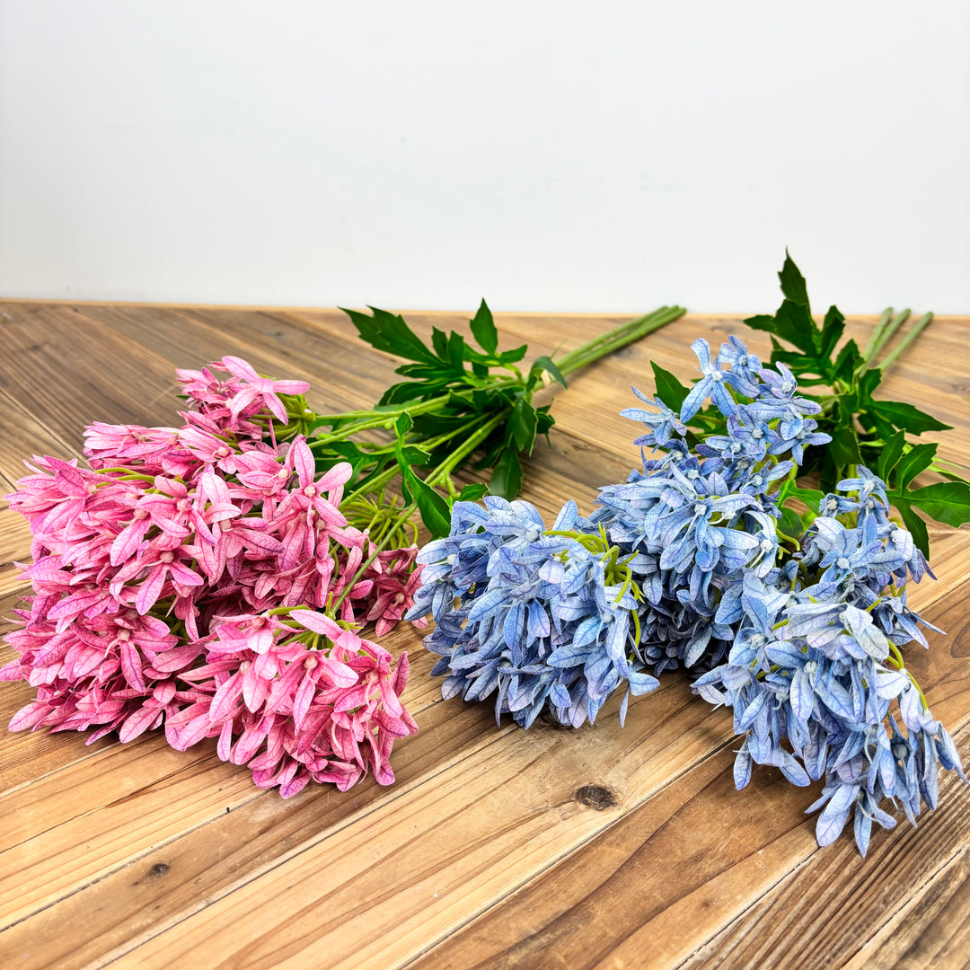 Agapanthus Bundle - 2 Colors