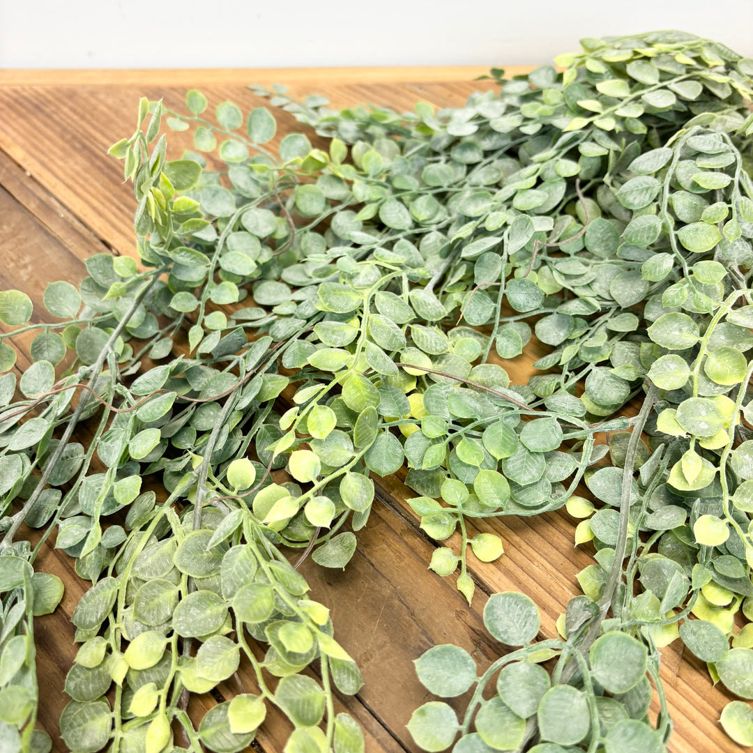 Button Fern Collection