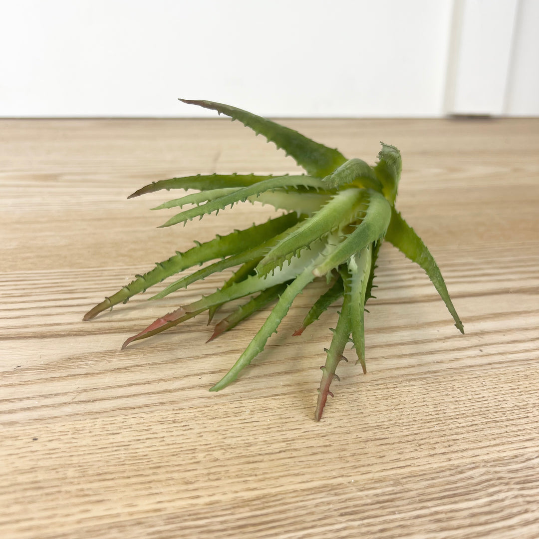 Aloe Vera Plant