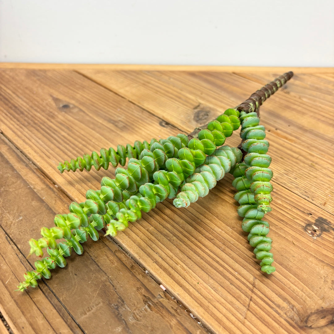 String of Buttons Grassula Pick