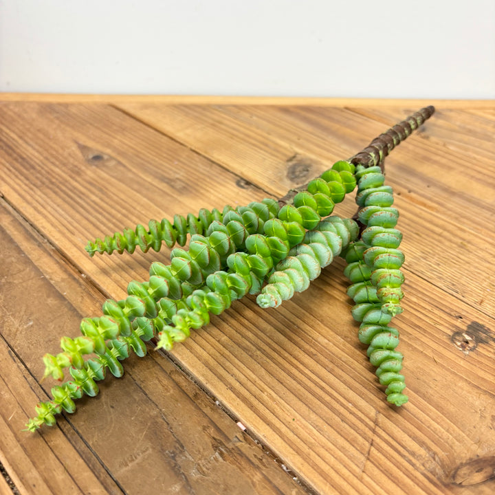 String of Buttons Grassula Pick