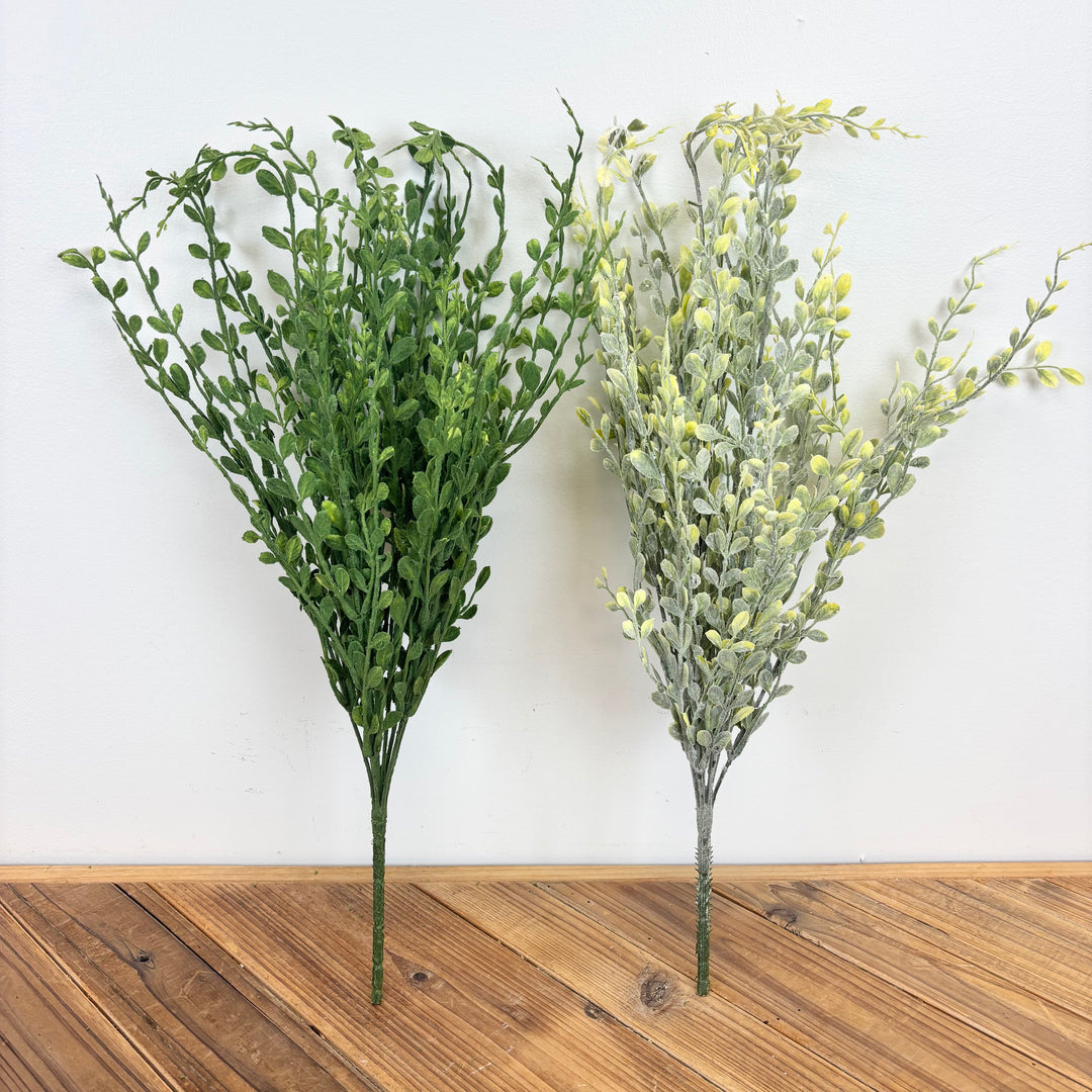 English Boxwood - 2 Colors