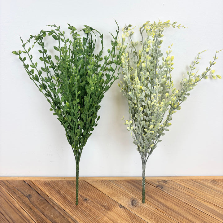 English Boxwood - 2 Colors