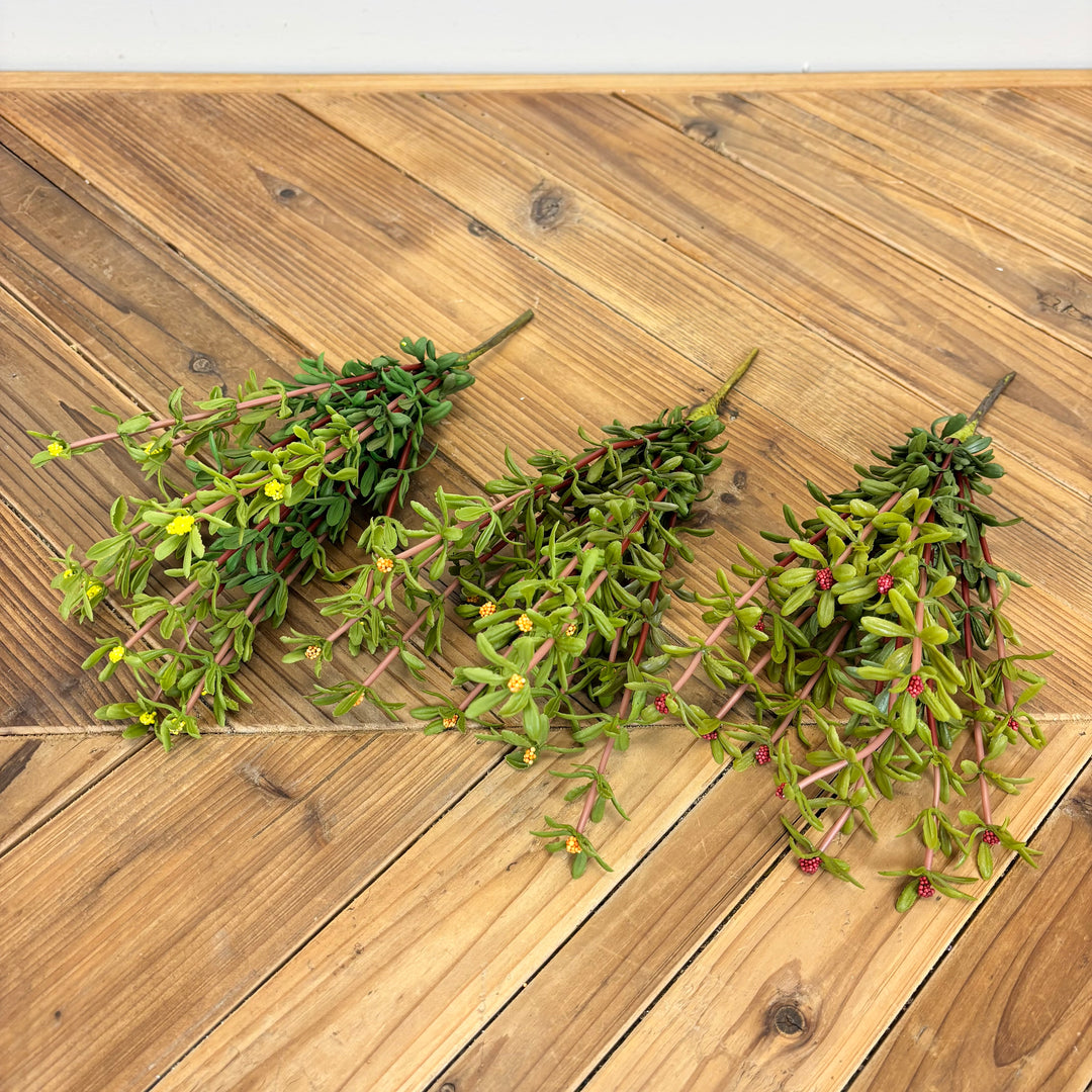 Purslane Bush - 3 Colors