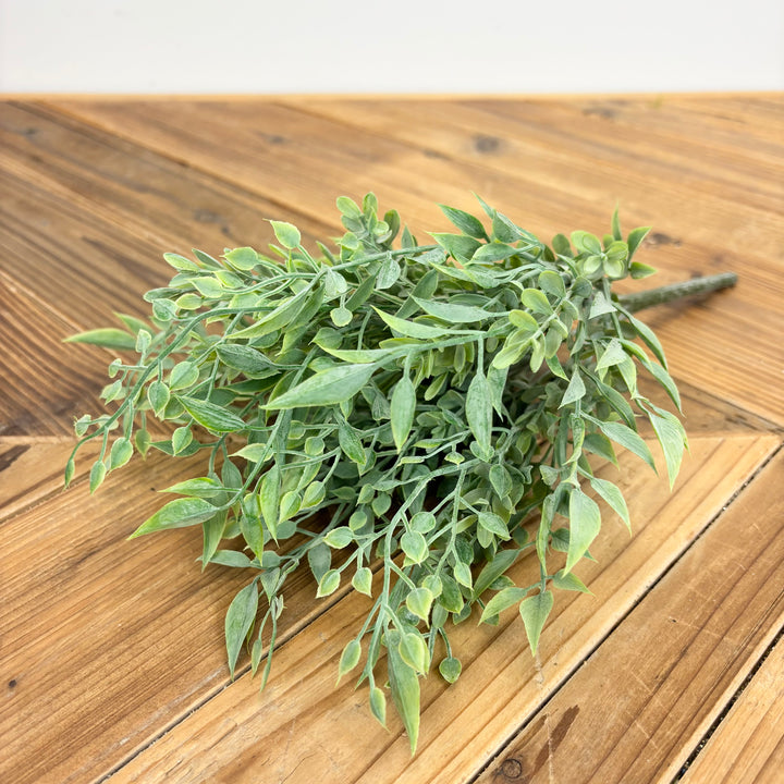 Baby Tears Collection