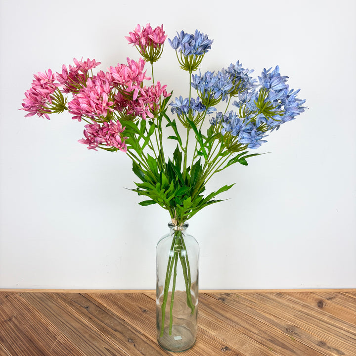 Agapanthus Bundle - 2 Colors