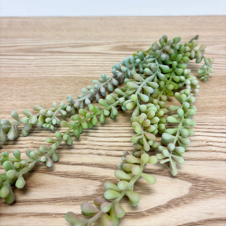 Jelly Bean Hanging Succulent
