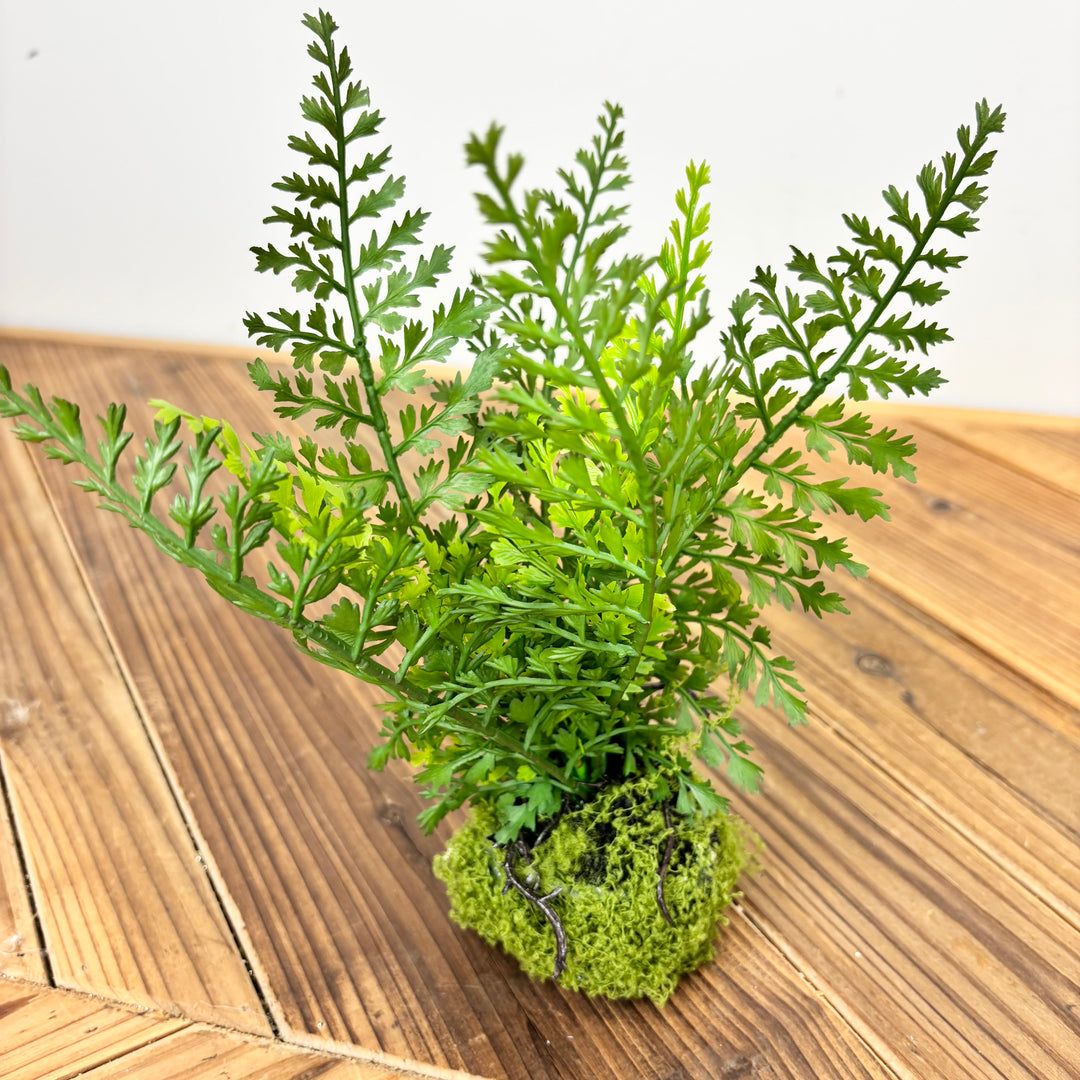Small Fern with Mossy Base - 3 Styles