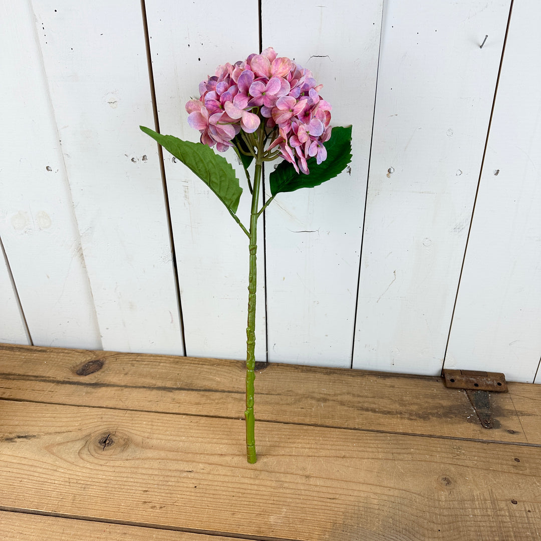 Tall Spring Hydrangeas