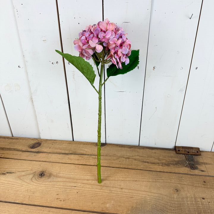 Tall Spring Hydrangeas