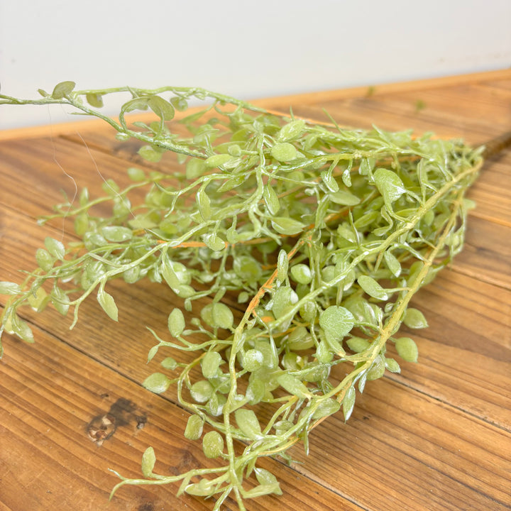 Button Leaf Collection