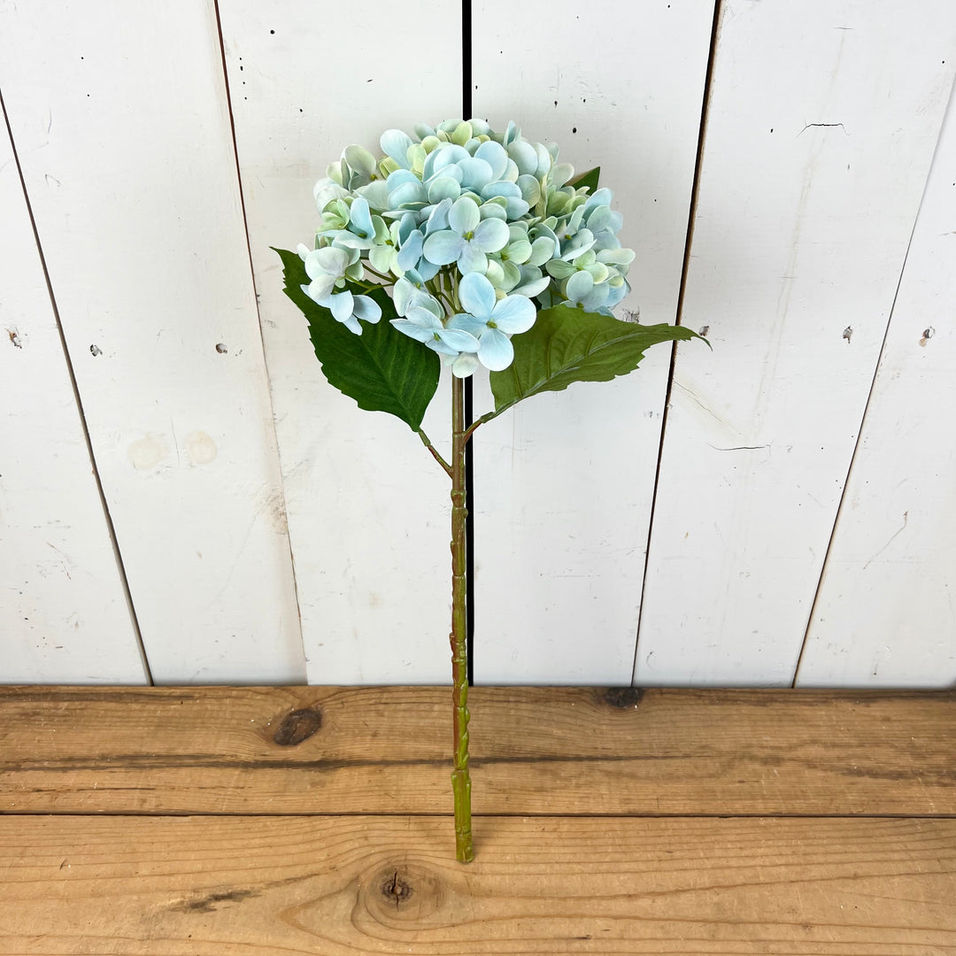 Tall Spring Hydrangeas