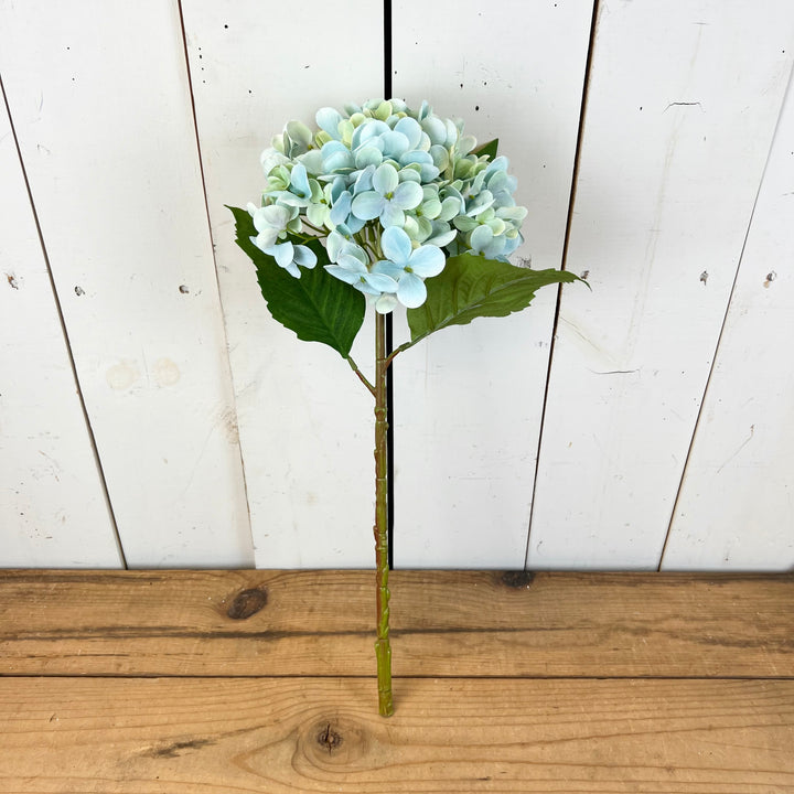 Tall Spring Hydrangeas