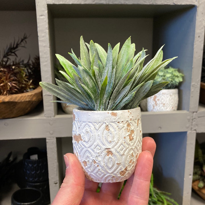 Succulent In White Pot