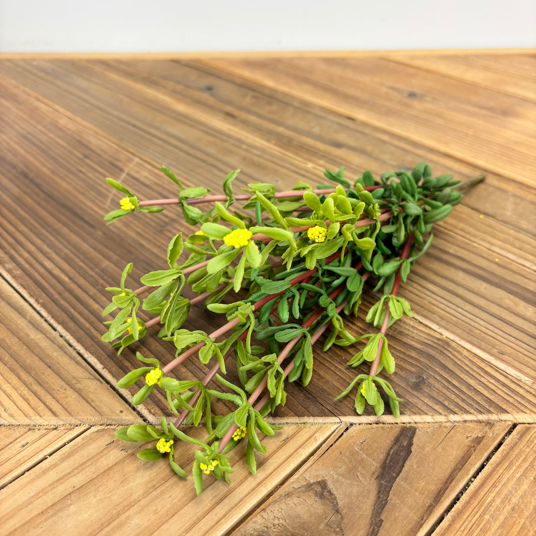 Purslane Bush - 3 Colors