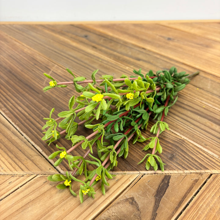 Purslane Bush - 3 Colors