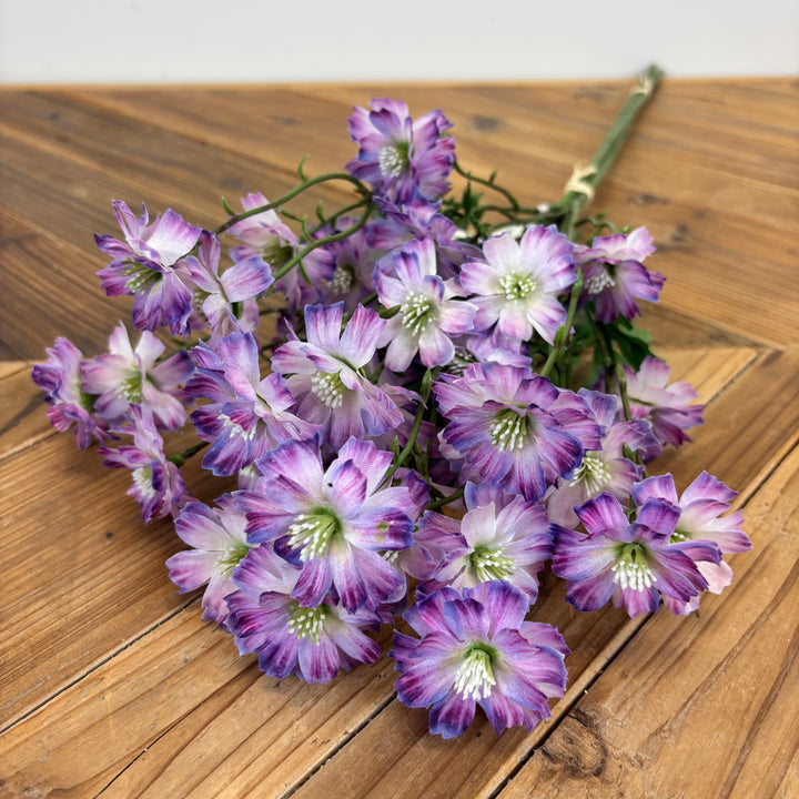 Coreopsis Bundle - 3 Colors