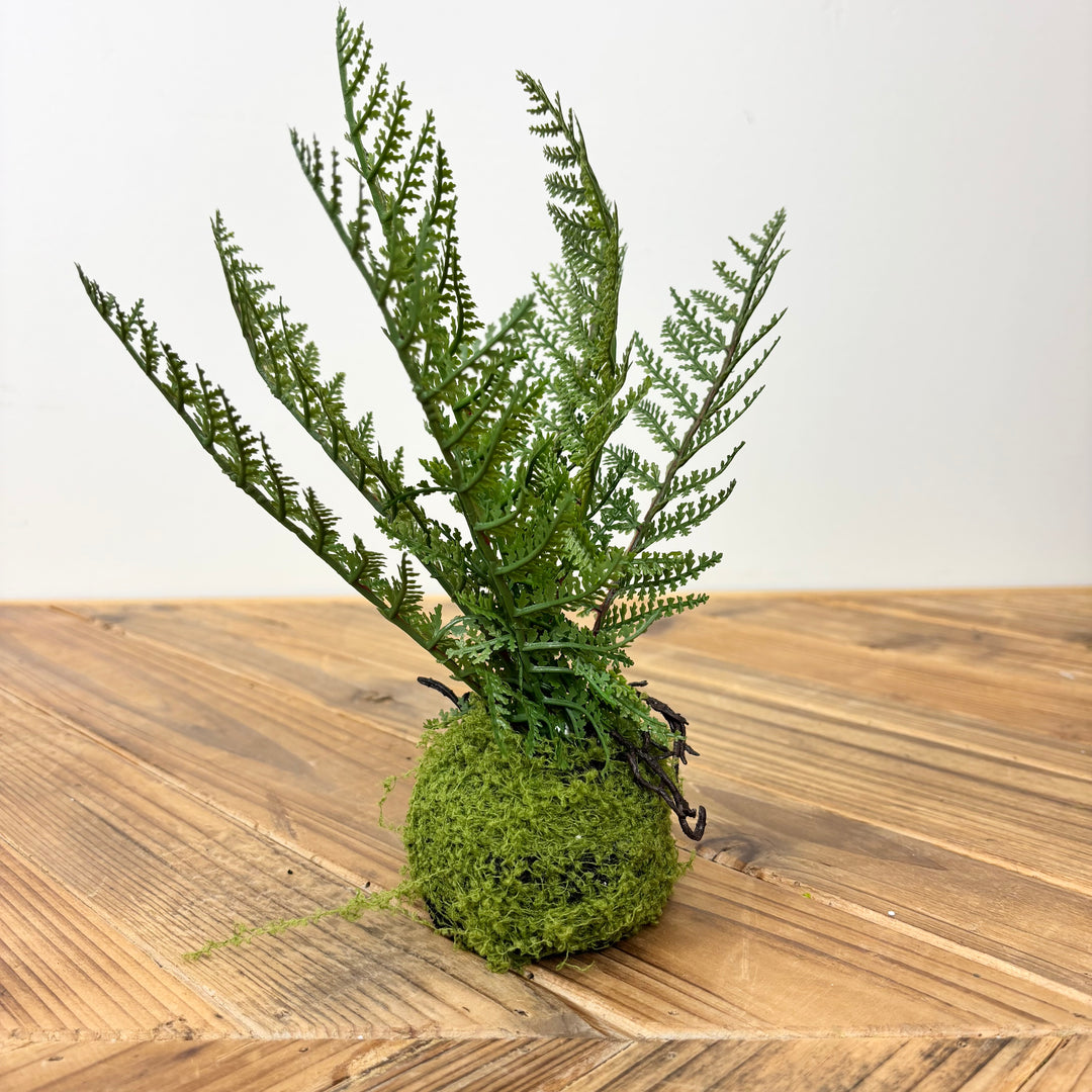 Small Fern with Mossy Base - 3 Styles