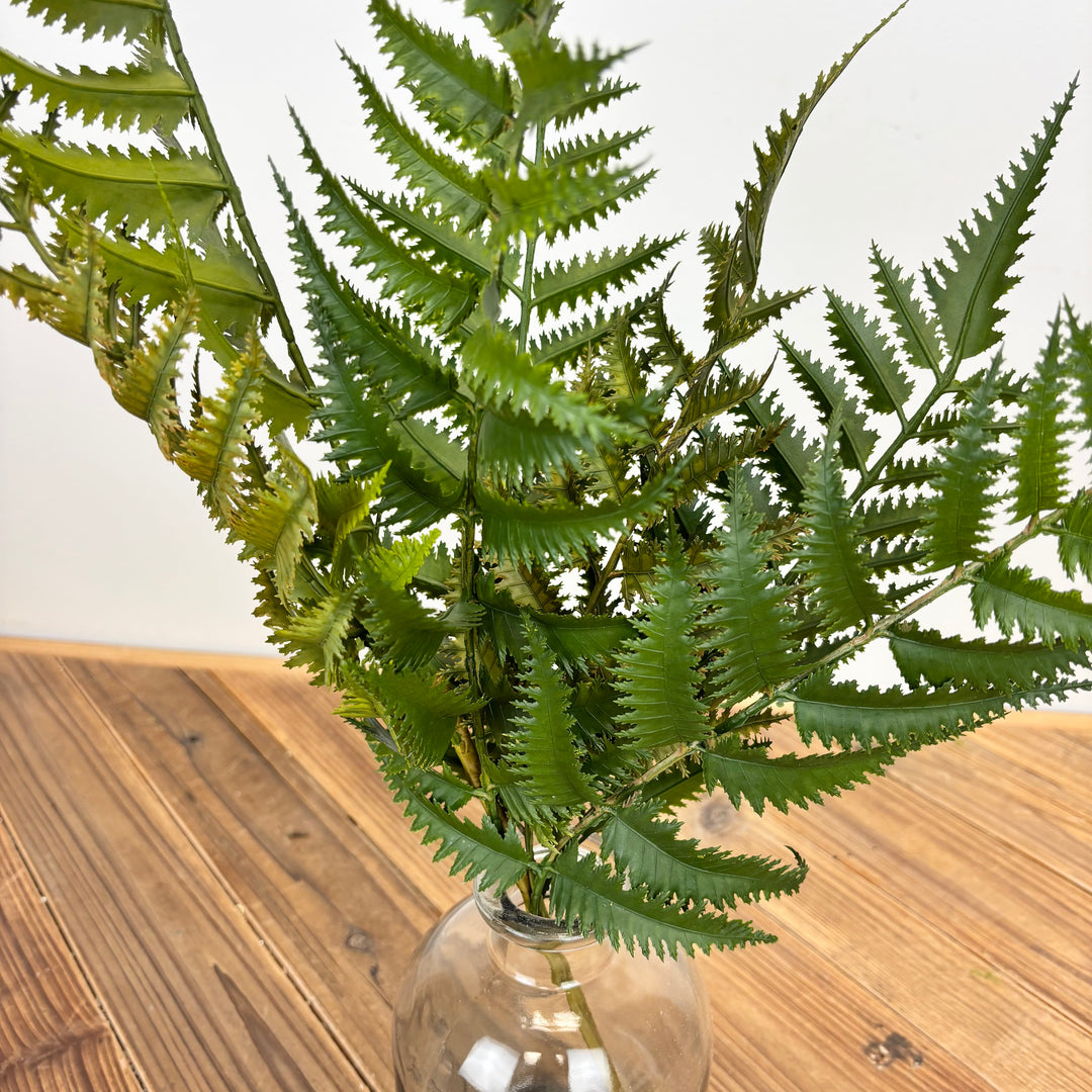 Fern Bush