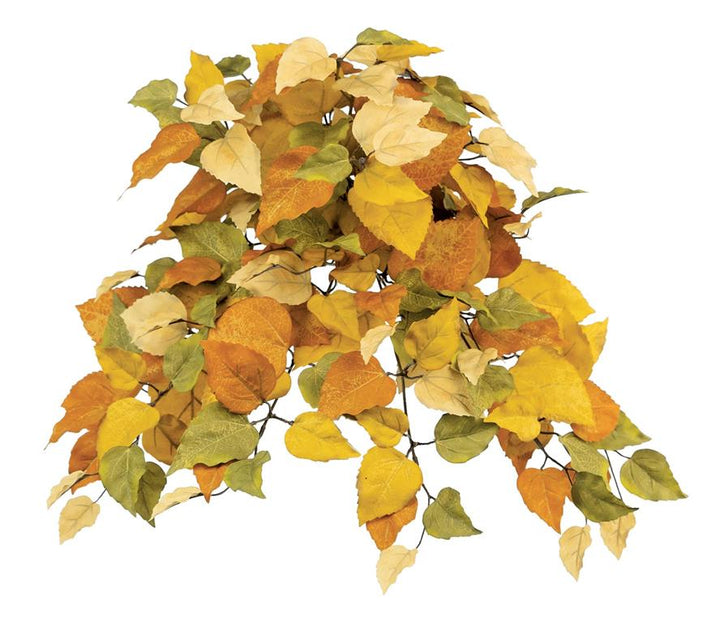 Witch Hazel Leaf Bush/Vine