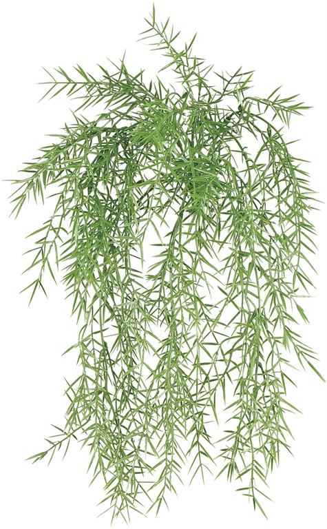 Springeri Fern Hanging Bush